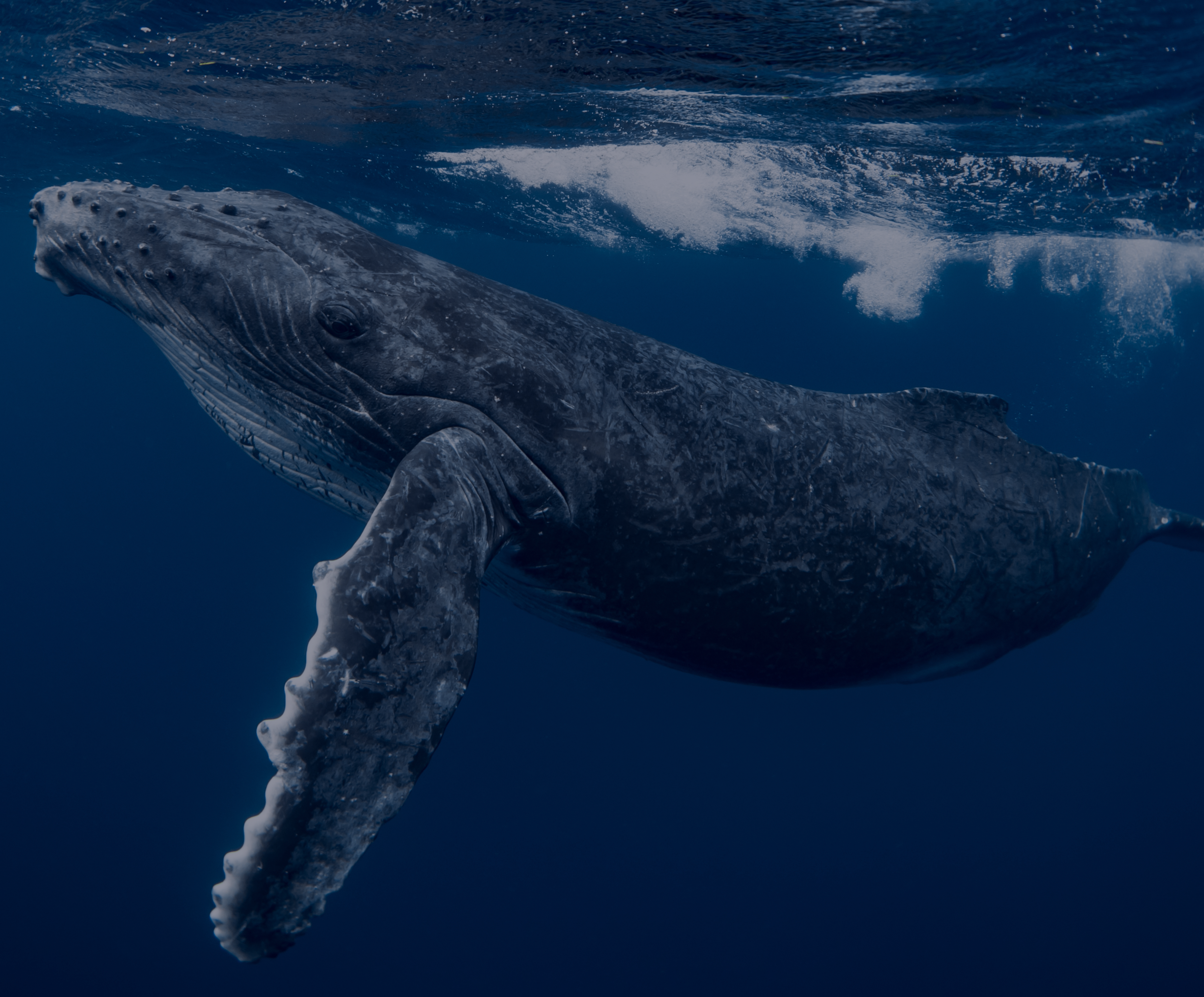 A Whale